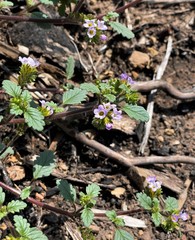 Phacelia suaveolens