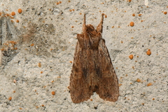Lithophane petulca