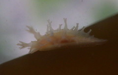 Tritonicula myrakeenae