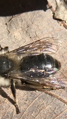 Andrena frigida
