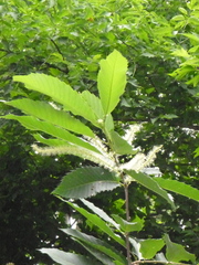 Castanea sativa