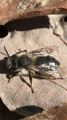 Andrena frigida