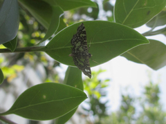 Glyphodes onychinalis