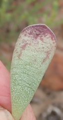 Adromischus cristatus cristatus