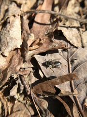 Andrena frigida