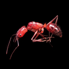 Odontomachus affinis