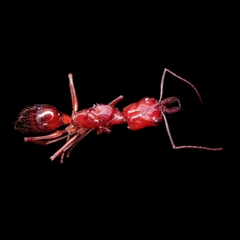 Odontomachus affinis