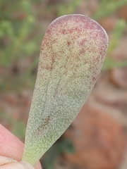 Adromischus cristatus cristatus