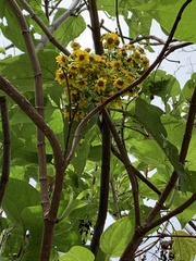 Smallanthus pyramidalis