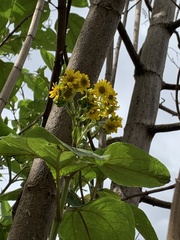 Smallanthus pyramidalis