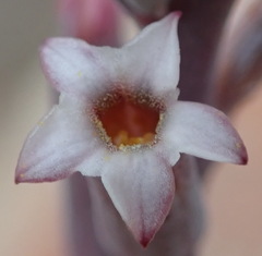 Adromischus cristatus cristatus