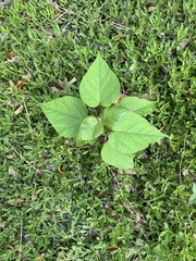 Catalpa