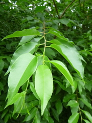 Prunus serotina