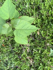 Catalpa