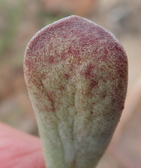 Adromischus cristatus cristatus