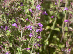 Hedeoma nana