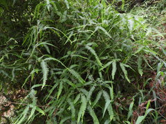 Gleichenella