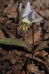 Erythronium krylovii