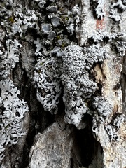 Physconia subpallida