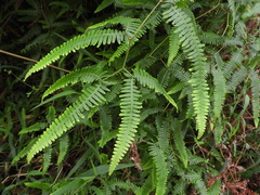 Gleichenella