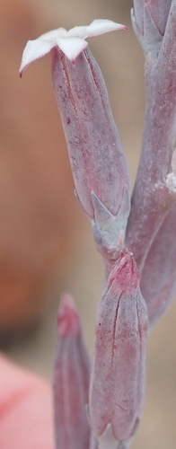 Image of Adromischus cristatus by (c) Nicola van Berkel, some rights reserved (CC BY-SA)