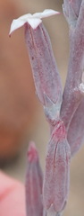 Adromischus cristatus cristatus