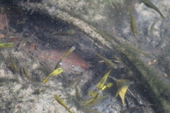 Xiphophorus variatus