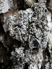 Physconia subpallida