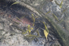 Xiphophorus variatus