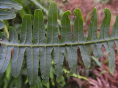 Gleichenella