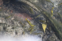 Xiphophorus variatus