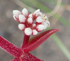 Crassula capitella thyrsiflora