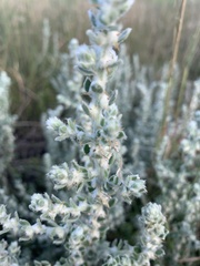 Sclerolaena birchii
