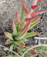 Crassula capitella thyrsiflora
