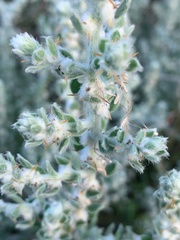 Sclerolaena birchii