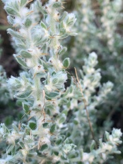 Sclerolaena birchii