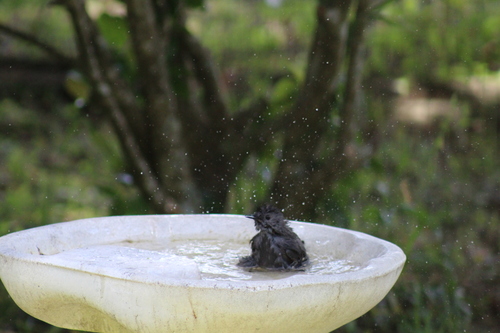 Dumetella carolinensis image