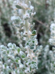 Sclerolaena birchii