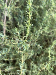 Sclerolaena muricata