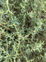 Sclerolaena muricata