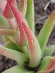 Crassula capitella thyrsiflora