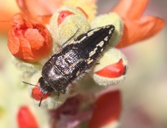 Acmaeodera cuneata