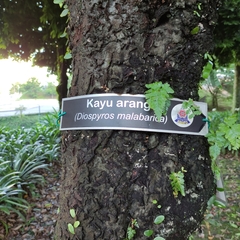 Diospyros malabarica