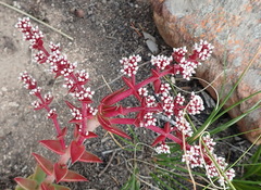 Crassula capitella thyrsiflora