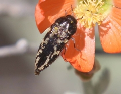 Acmaeodera cuneata