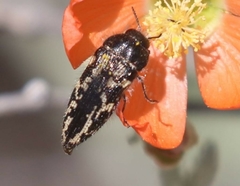 Acmaeodera cuneata