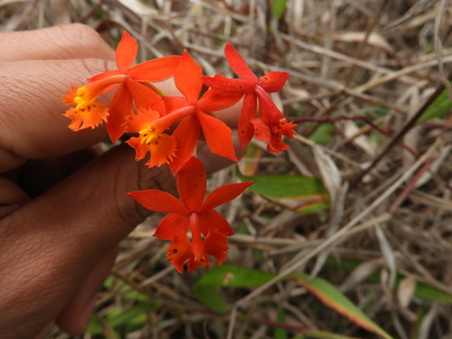 Fire-star orchid