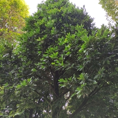 Diospyros malabarica