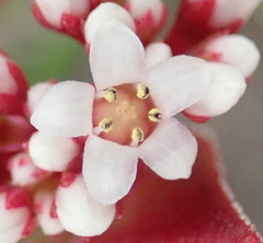 Crassula capitella thyrsiflora