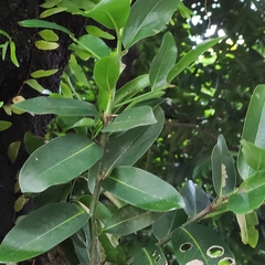 Diospyros malabarica